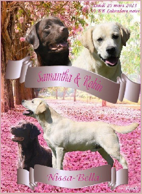Chiot Femelle noire