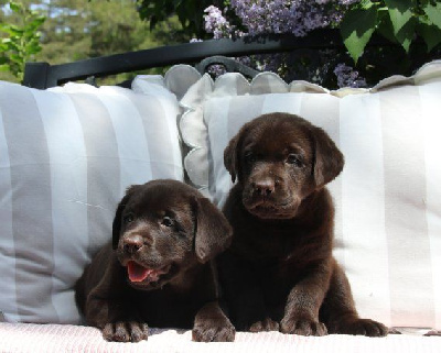 Chiot Femelle Marron
