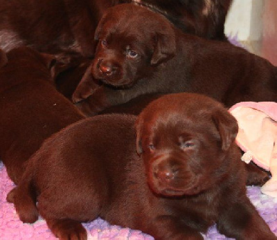 Chiot Femelle Marron