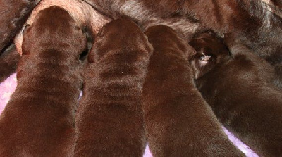 Chiot Mâle Marron