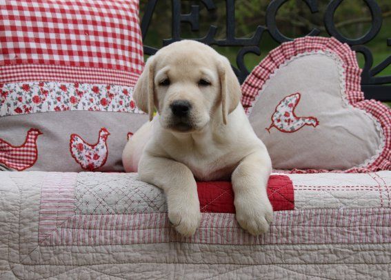 Du clos de nissa-bella - Chiots disponibles - Labrador Retriever