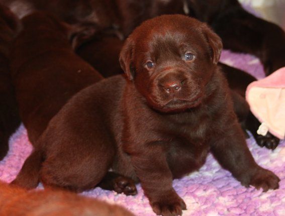 Du clos de nissa-bella - Chiots disponibles - Labrador Retriever