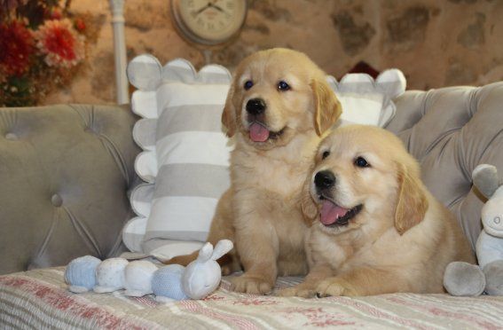 Du clos de nissa-bella - Chiots disponibles - Golden Retriever