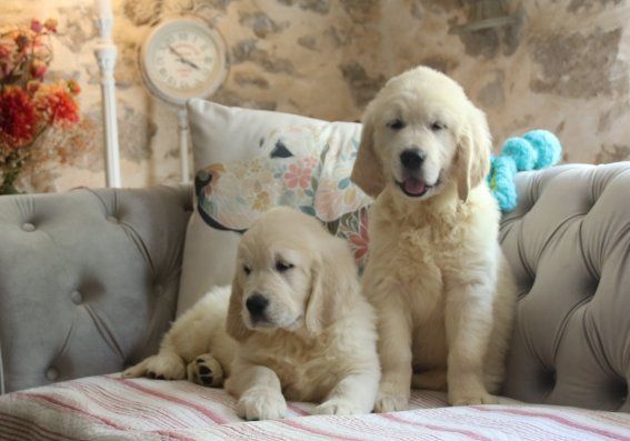 Du clos de nissa-bella - Chiots disponibles - Golden Retriever