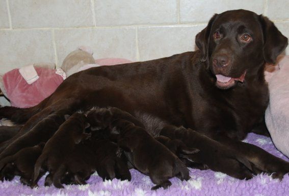 Du clos de nissa-bella - Chiots disponibles - Labrador Retriever