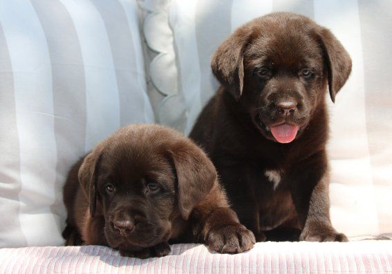 Du clos de nissa-bella - Chiots disponibles - Labrador Retriever