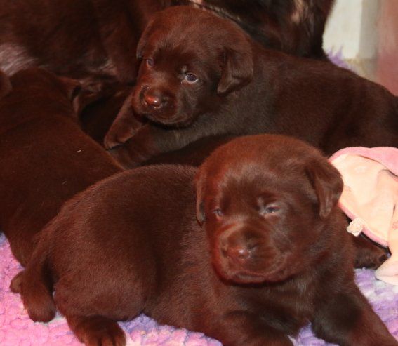 Du clos de nissa-bella - Chiots disponibles - Labrador Retriever
