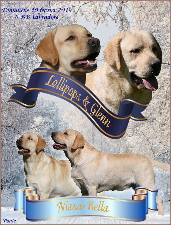 Chiot Labrador Retriever Du clos de nissa-bella