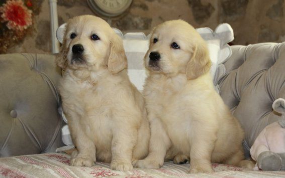 Du clos de nissa-bella - Chiots disponibles - Golden Retriever